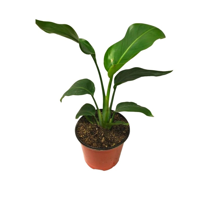 Bird of Paradise in 6 Plastic Pot