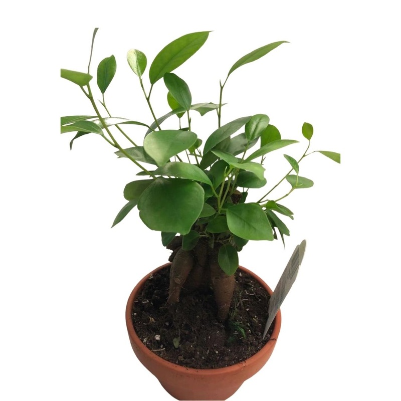 Bonsai Fig in 5 Clay Pot