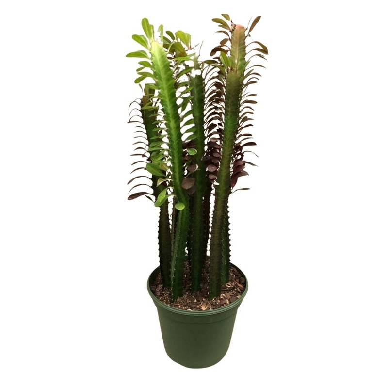 Cactus in 8 Plastic Pot