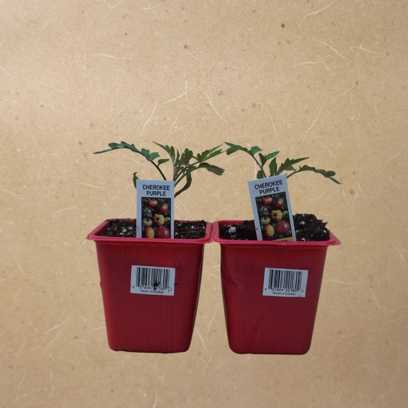 Cherokee Purple Tomato