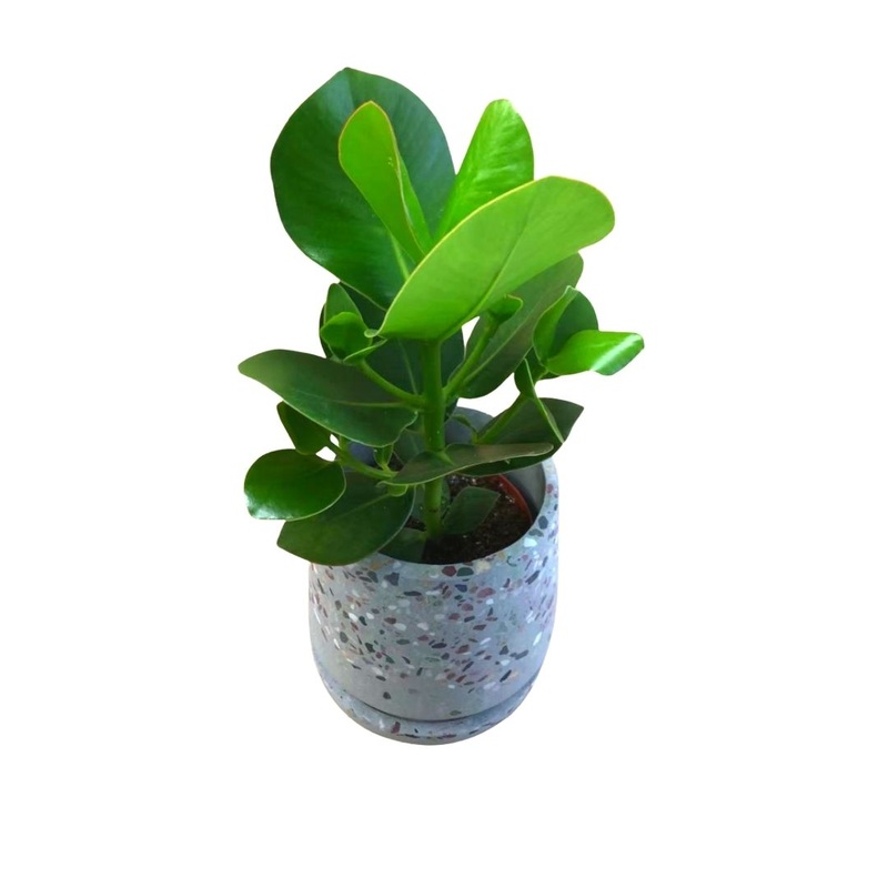 Clusia Rosea Princess in 5 Plastic Pot