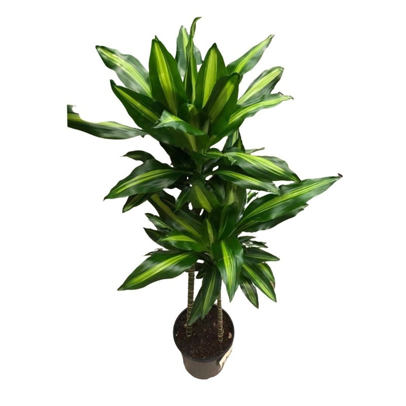 Dracaena Cintho (3 stems) in 8 Plastic Pot