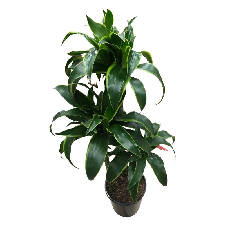 Dracaena Dorado Cane (3 stems) in 8 Plastic Pot