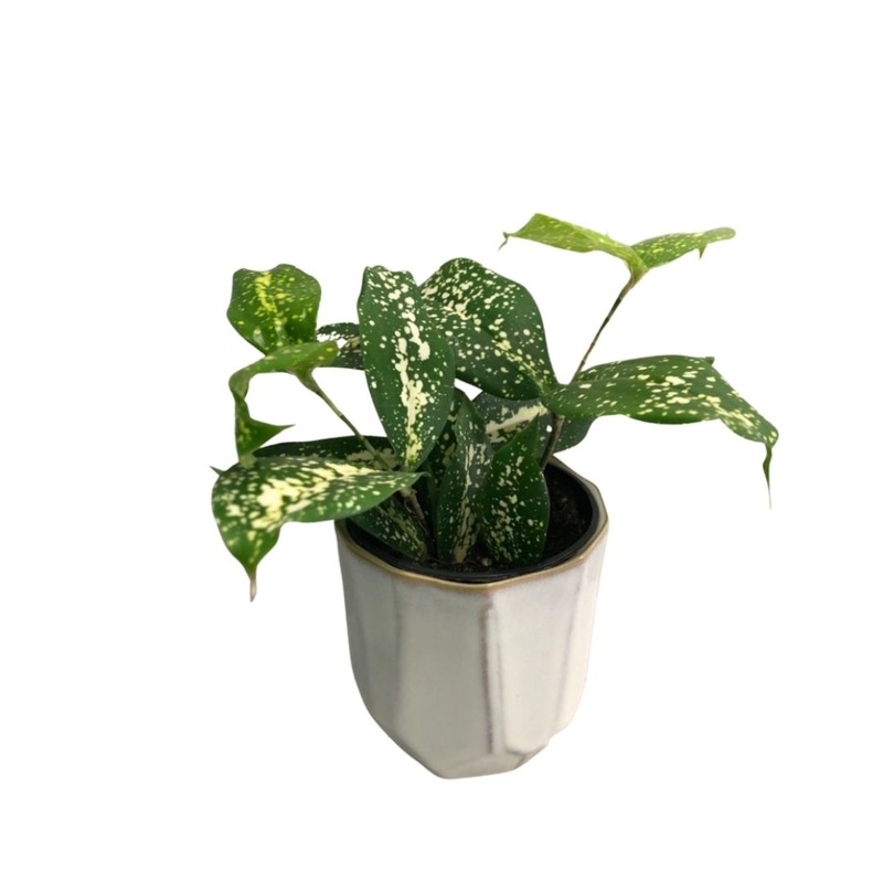 Dracaena Florida Beauty in 3.5 Plastic Pot