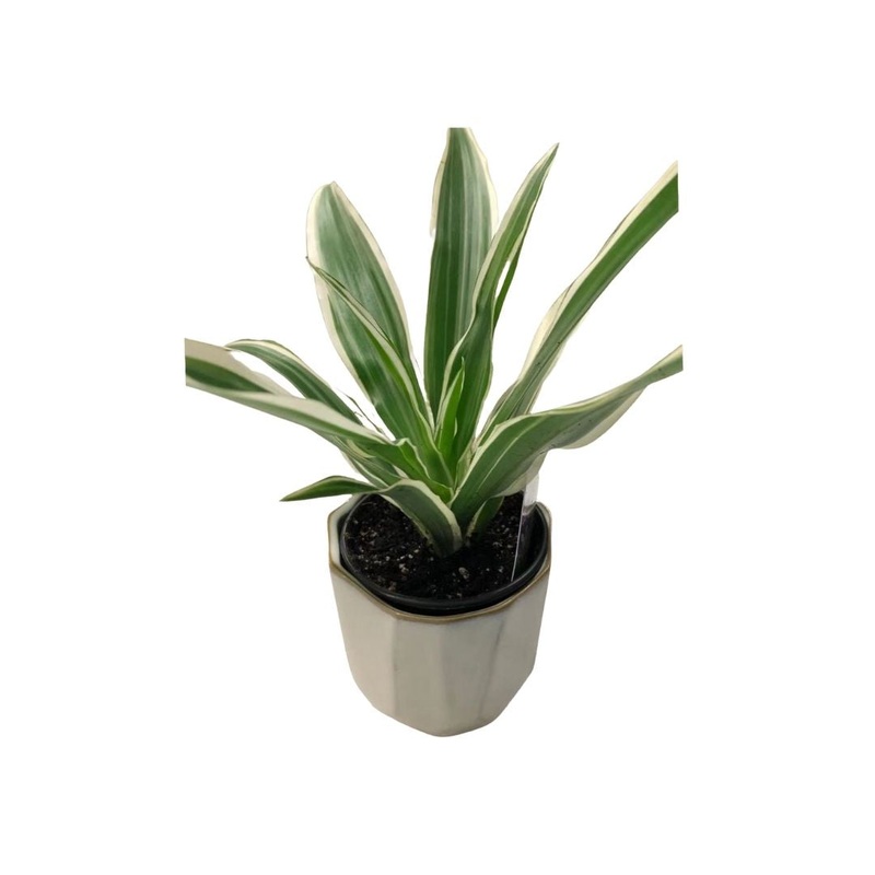 Dracaena Warneckii in 3.5 Plastic Pot