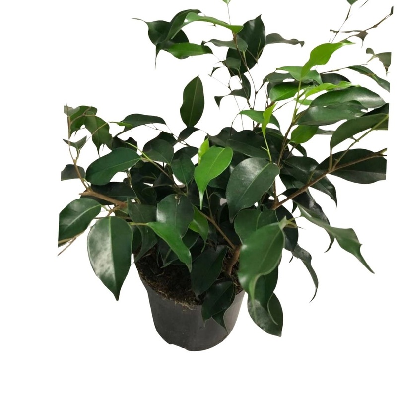 Ficus Dark Green Benjamina in 6 Plastic Pot