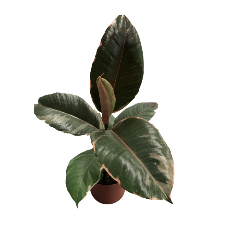 Ficus Elastica Tineke in 5 Plastic Pot