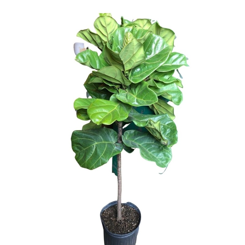 Fiddle Leaf Fig Tree (Ficus Lyrata Standard) in 10 Plastic Pot