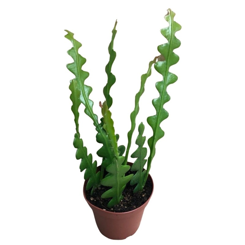 Fishbone Cactus in 4 Plastic Pot