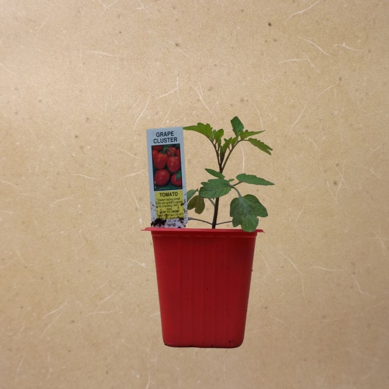 Grape Cluster Tomato