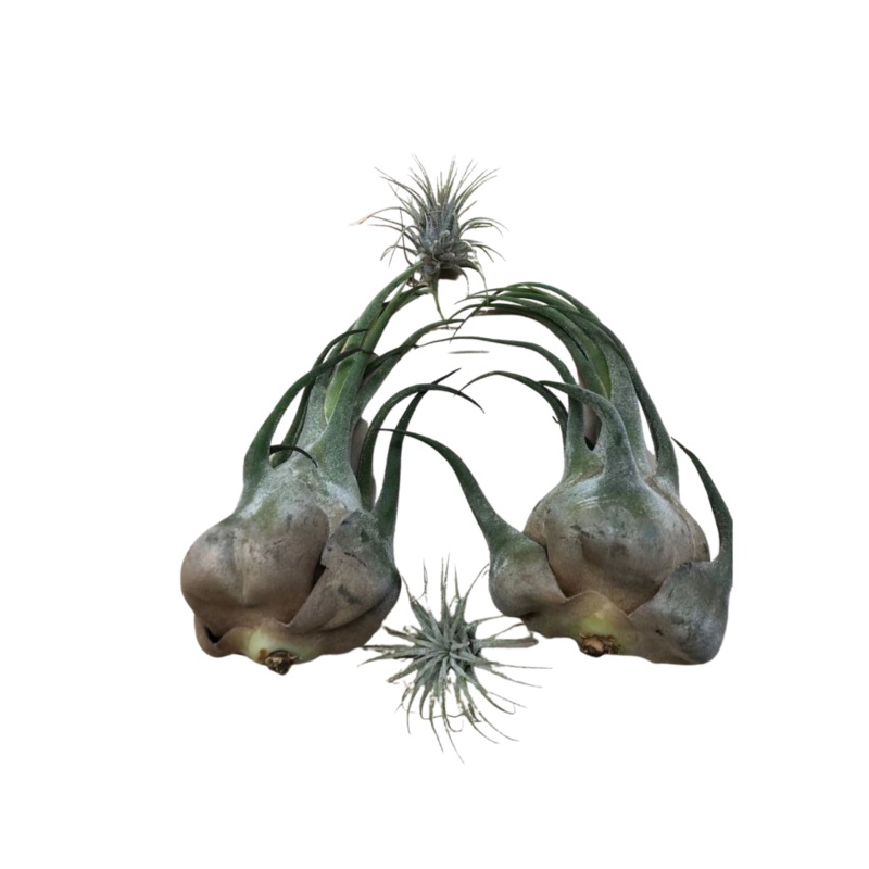 Large Air Plant – Tillandsia Seleriana