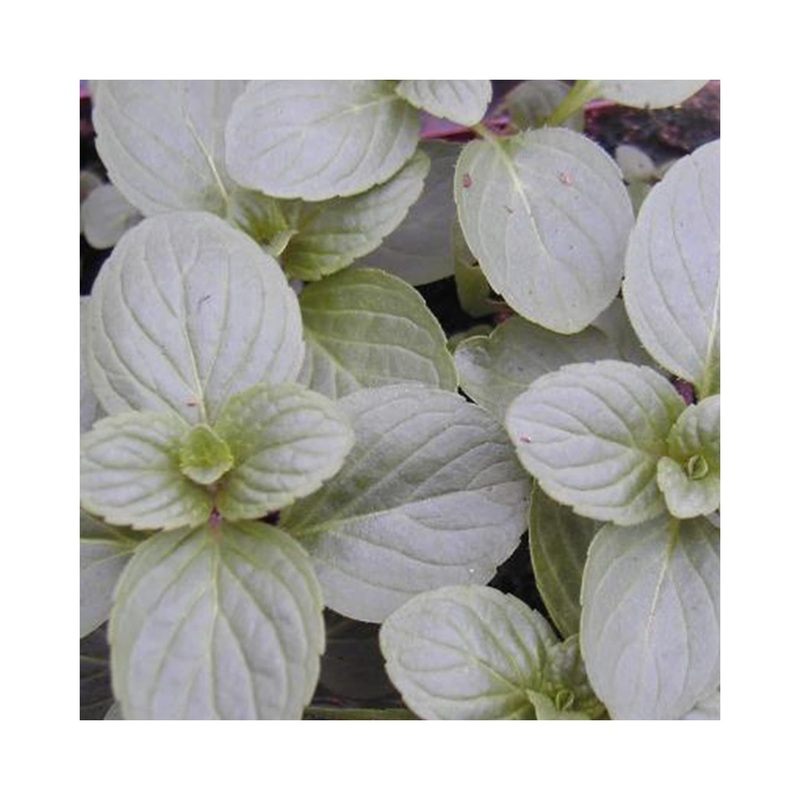 Mint White Peppermint|3 Starter Plants|1 Established 9cm Plant