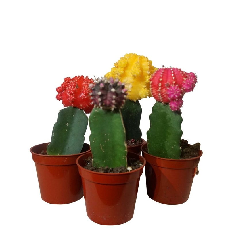 Moon Cactus|Red|Pink|Burgundy|Yellow