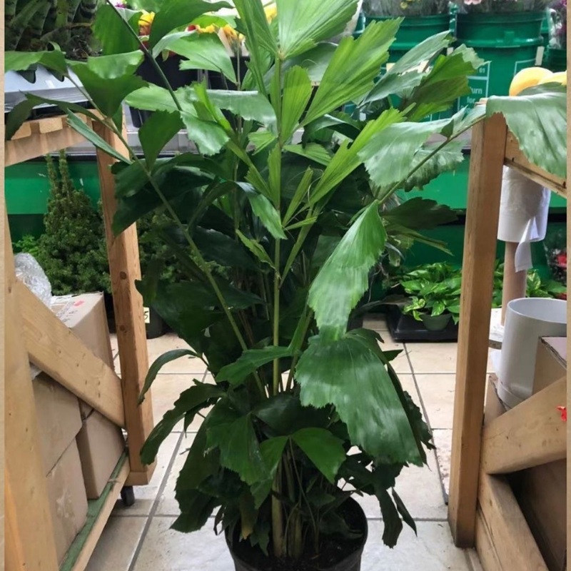 Palm Fish Tail in 10 Plastic Pot