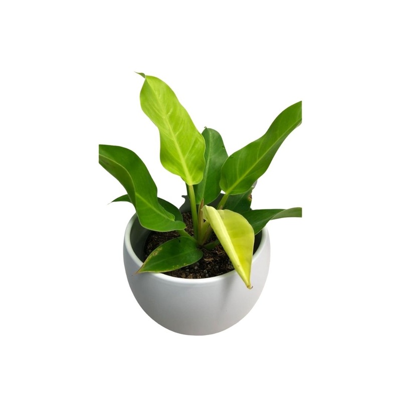 Philodendron Moonlight in 6 Plastic Pot