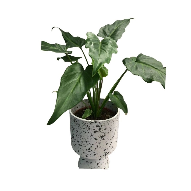 Philodendron Xanadu in 5 Plastic Pot