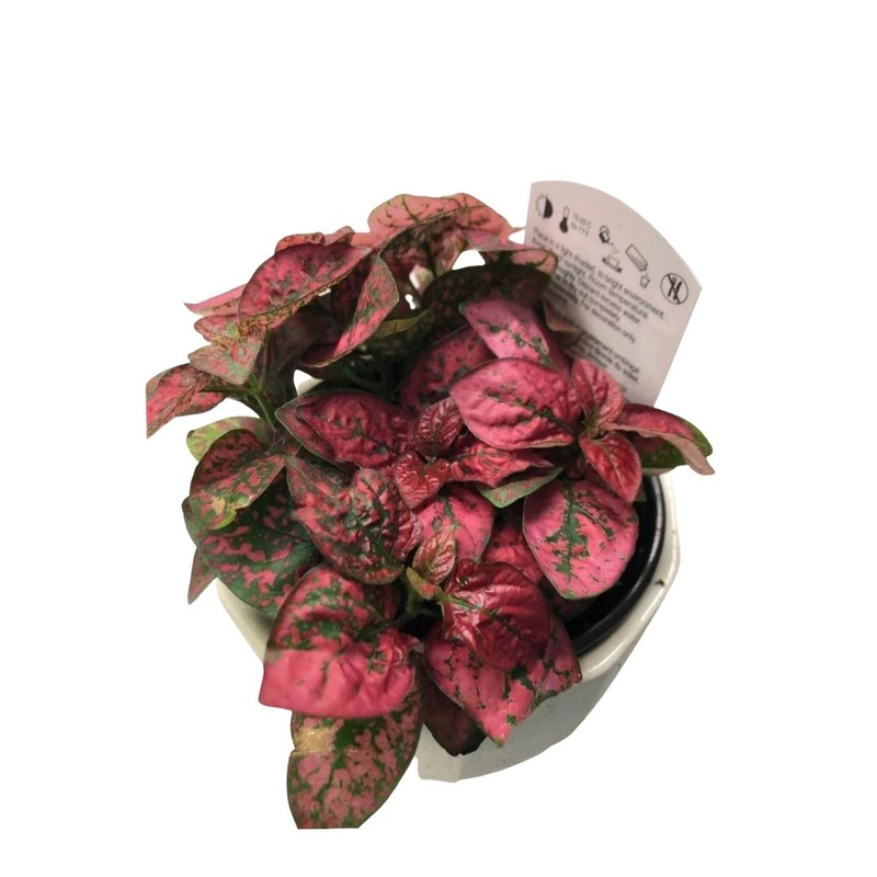 Polka Dot Red in 3.5 Plastic Pot