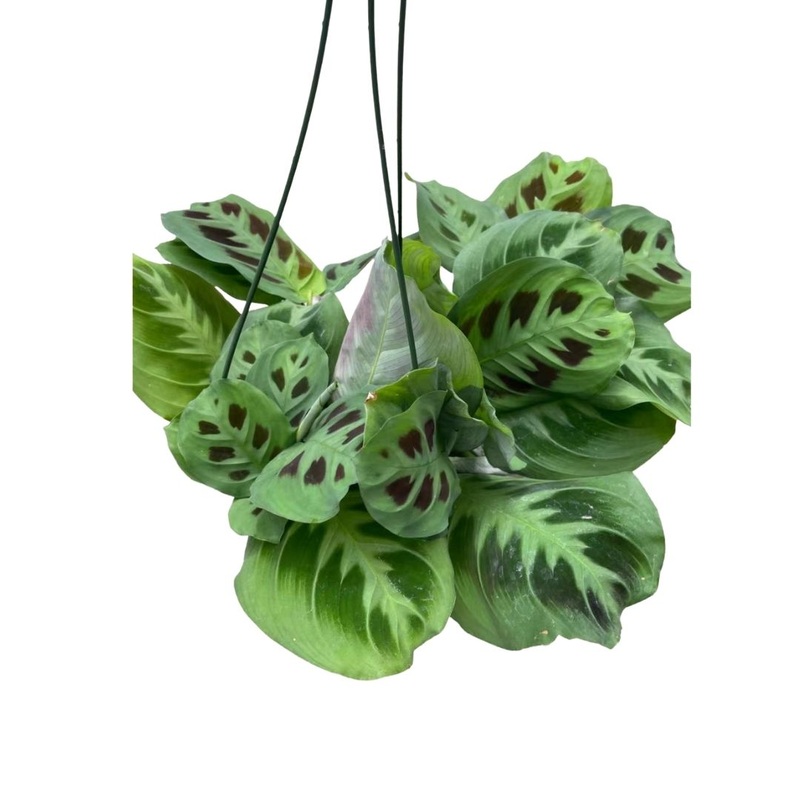 Prayer Plant – Green in 6 Plastic Pot or Hanging Basket