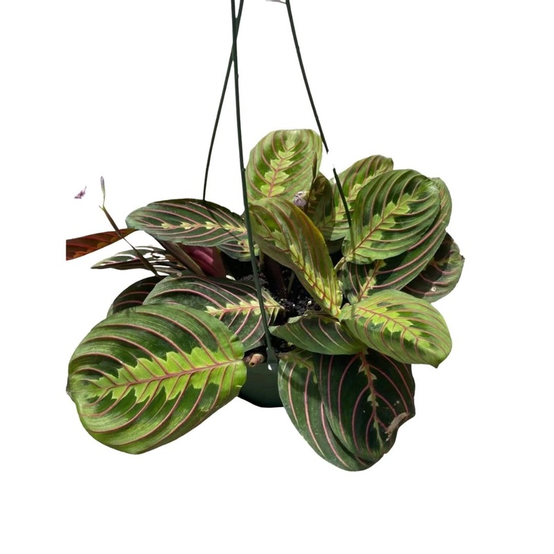 Prayer Plant- Red in 6 Plastic Pot or Hanging Basket
