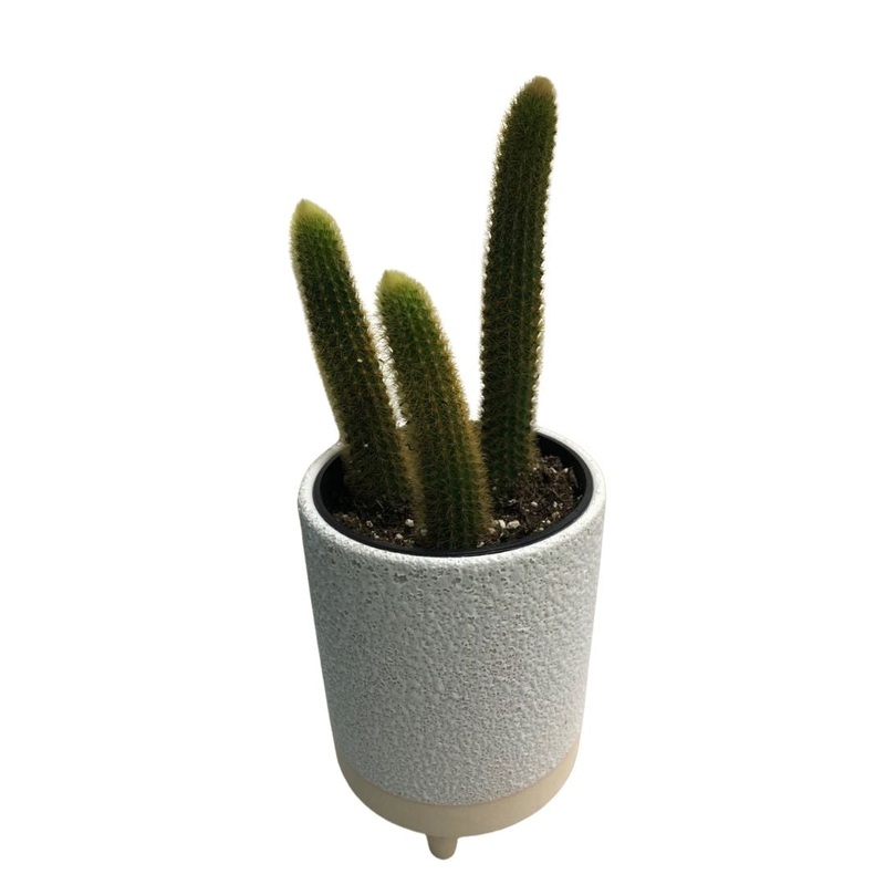 Rat Tail/Monkey Tail Cactus in 3.5 Plastic Pot