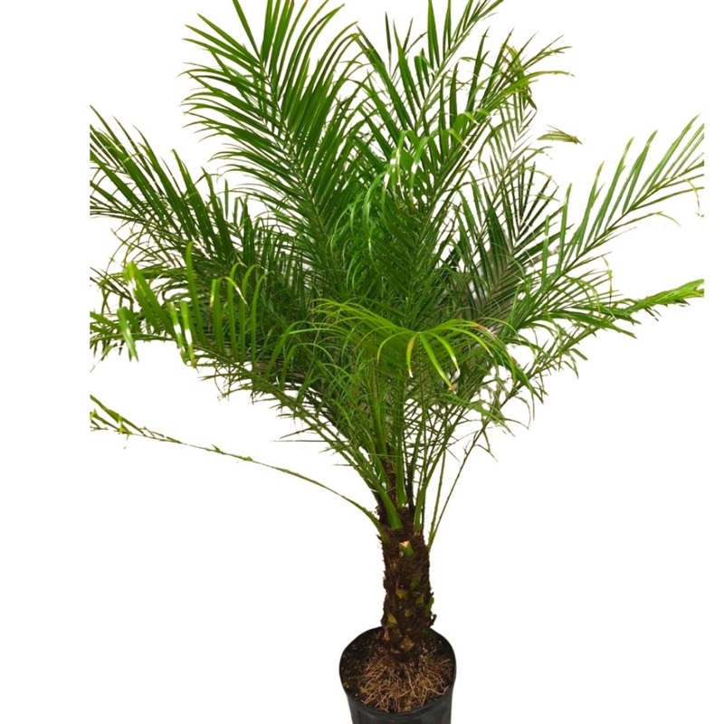 Roebelinii Palm in 10 Plastic Pot