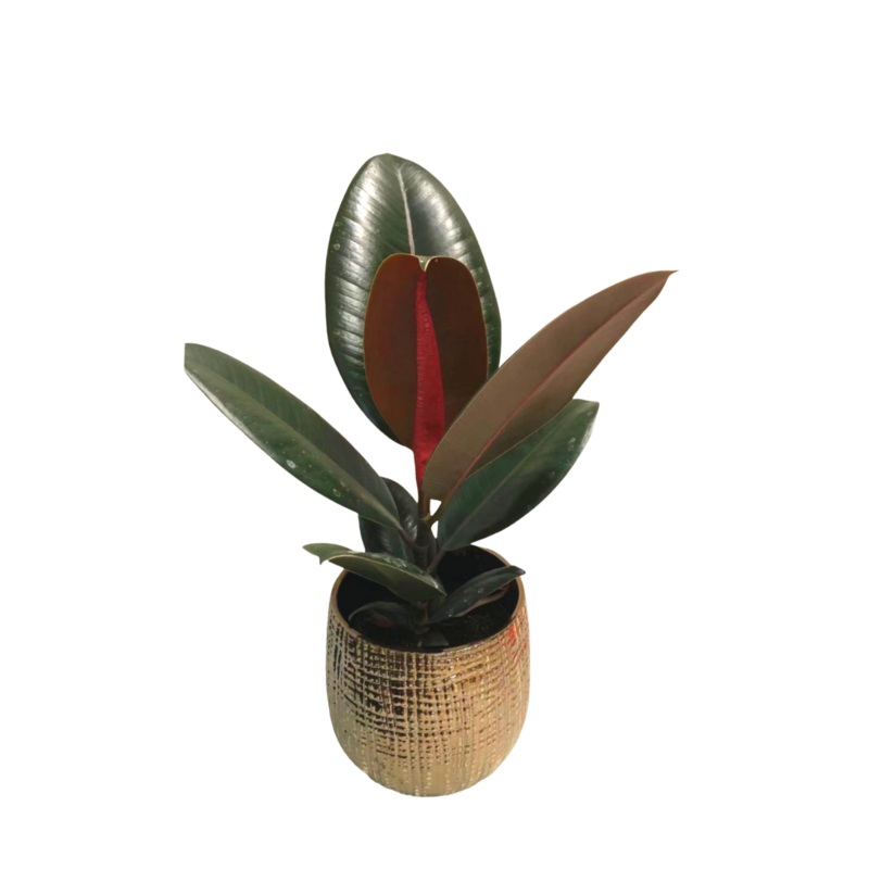 Rubber Plant Burgundy in Plastic Pot