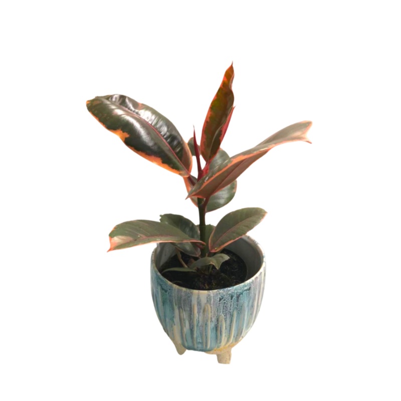 Rubber Plant Ruby in 5 Plastic Pot