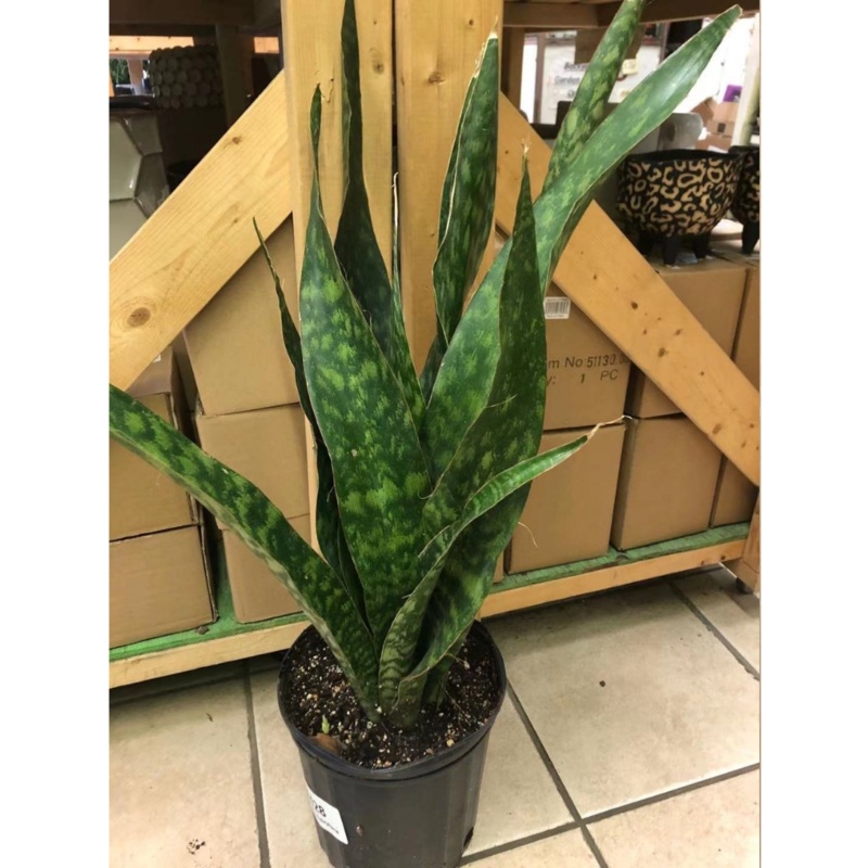 Sansevieria Aubrytiana in 8 Plastic Pot