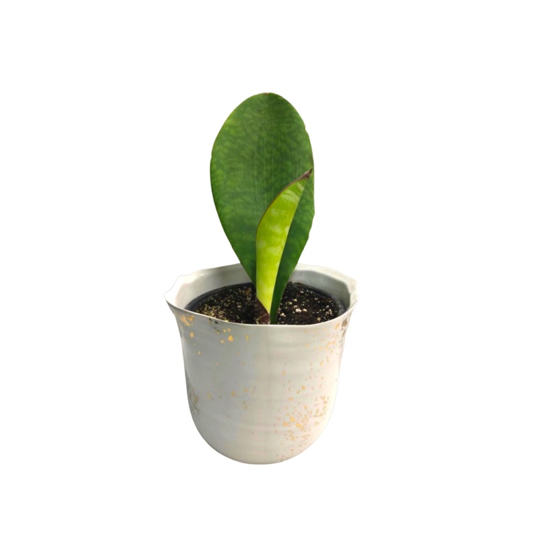 Sansevieria Whale Fin in 6 Plastic Pot