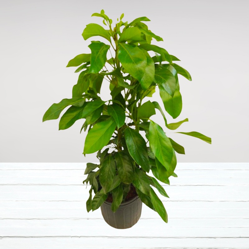 Schefflera Alpine in 10 Plastic Pot