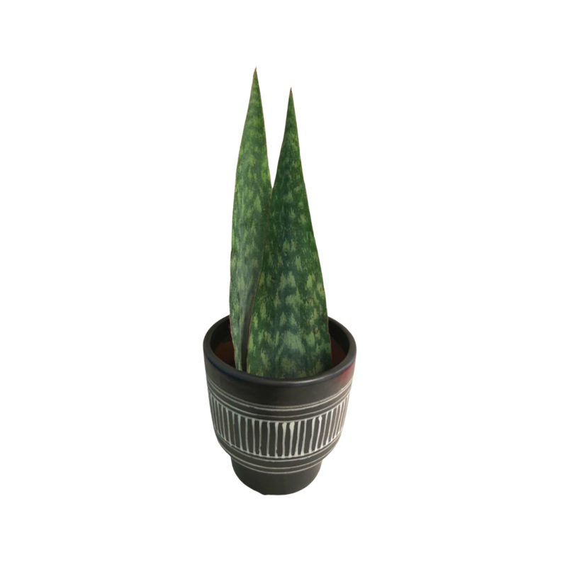 Snake Plant Shark Fin in 6 Plastic Pot
