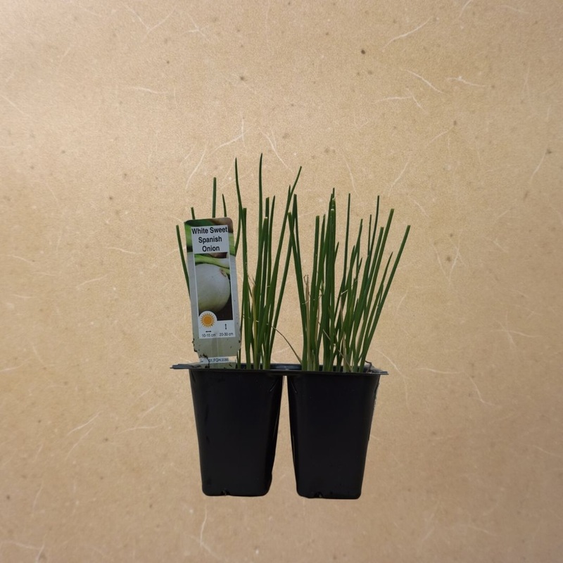 Spanish Onion