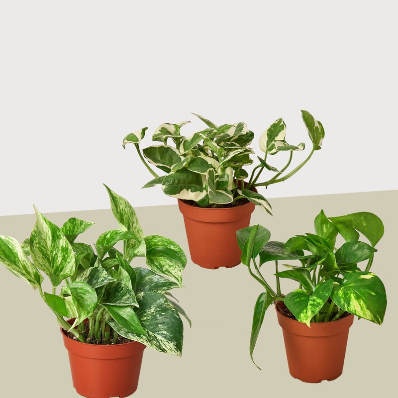 3 Pothos Variety Pack|4″ Pot