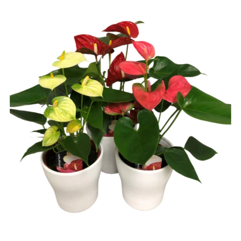 5 Anthurium in Ceramic