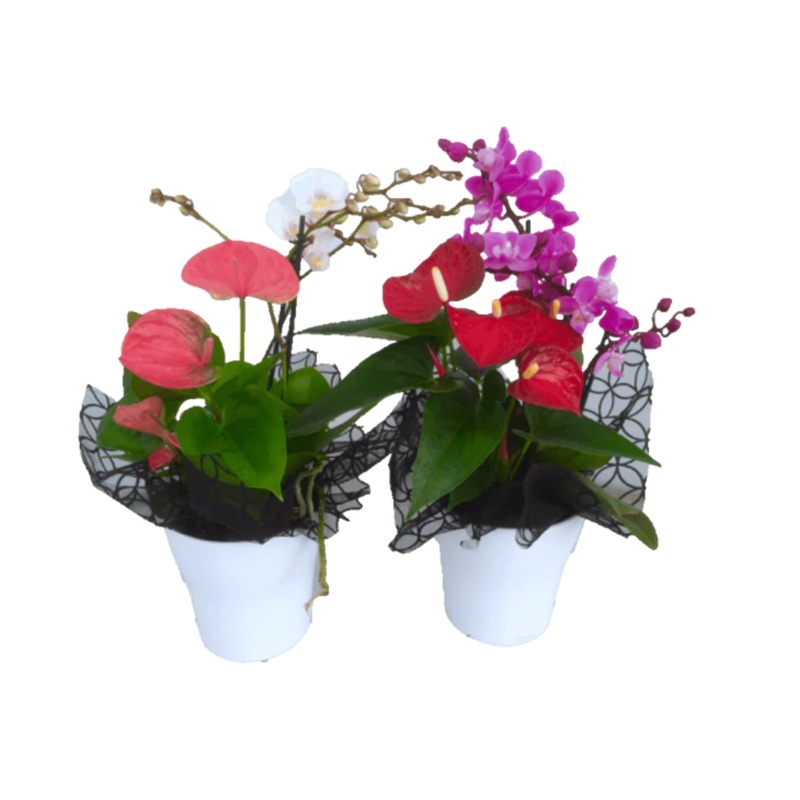 5 Tropical Planter
