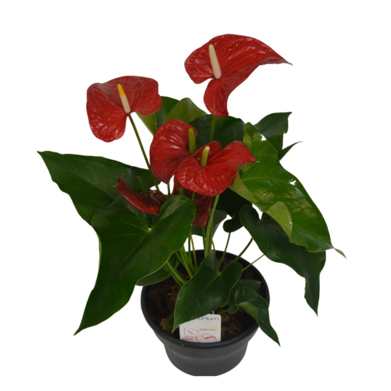8 Anthurium Red