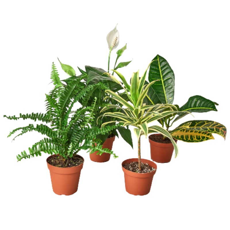 Air Purifying Variety Bundle|4″ Pots|6″ Pots