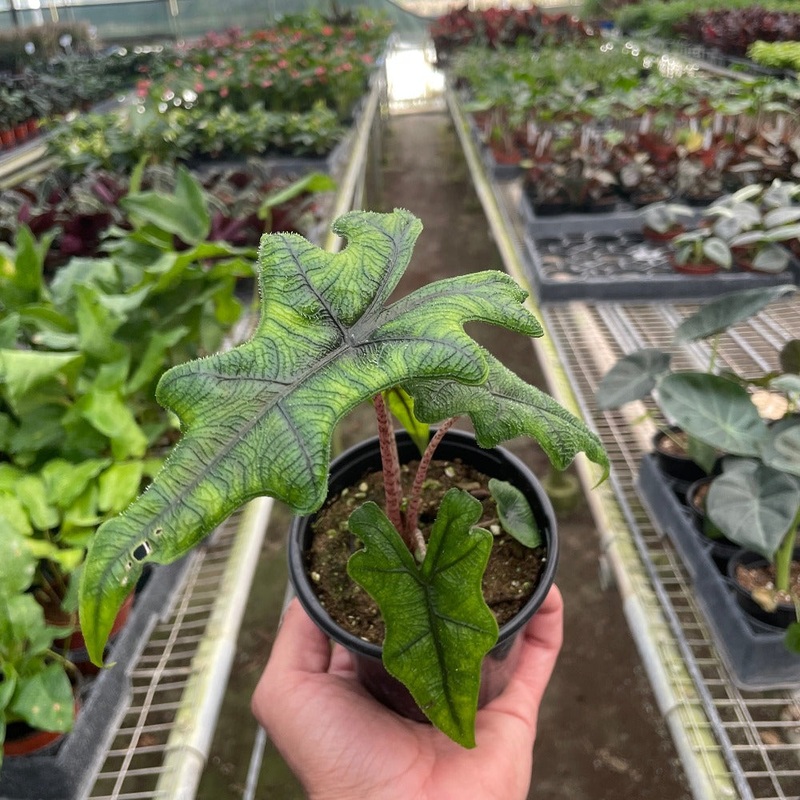 Alocasia ‘Jacklyn’|4″ Pot