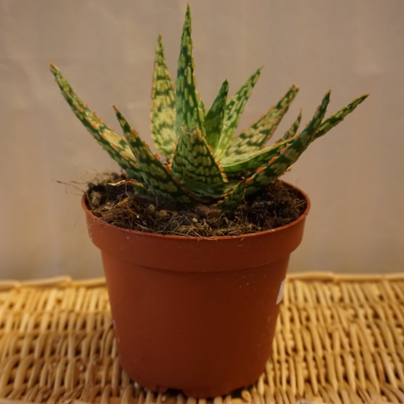 Aloe in 5 Plastic Pot