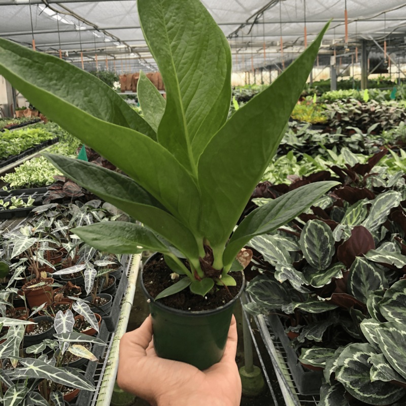 Anthurium ‘Cobra’|4″ Pot