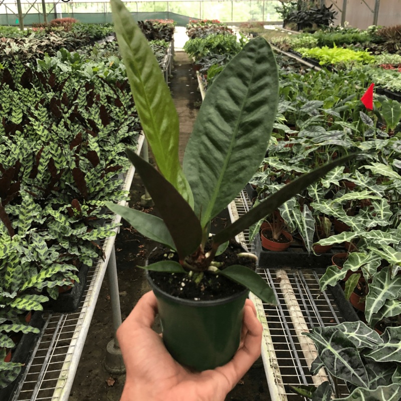 Anthurium ‘Superbum’|4″ Pot