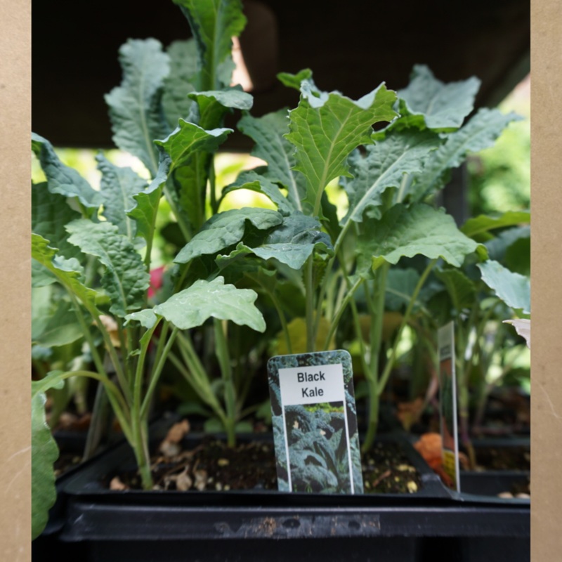 Black Kale