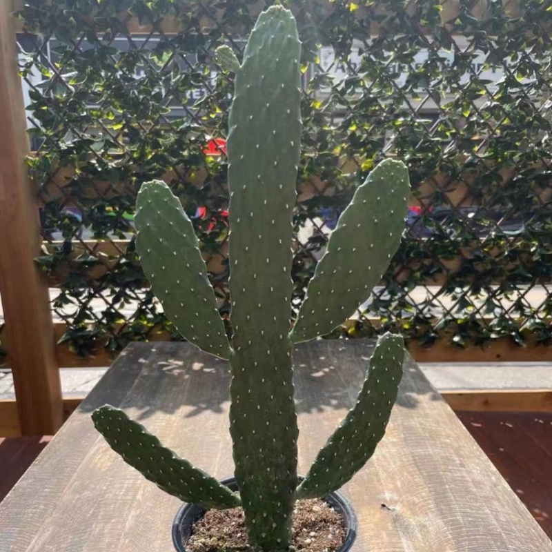 Cactus Cartoon in 6 Plastic Pot