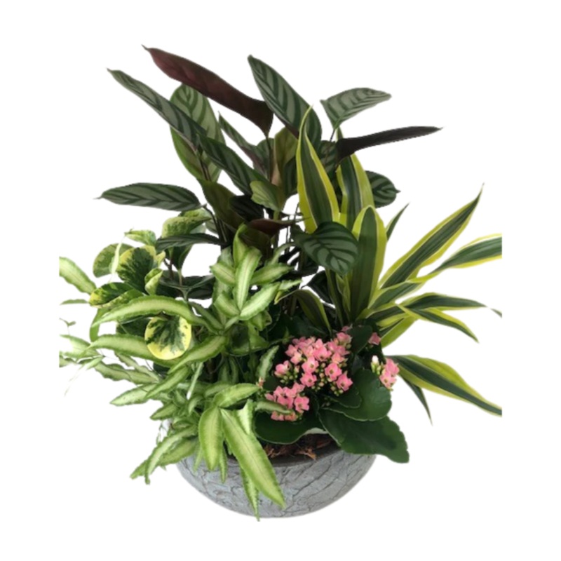 Calathea Planter (Extra Large)