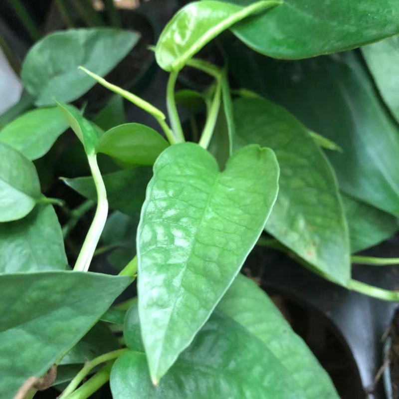 Cebu Blue Pothos in 4 Plastic Pot