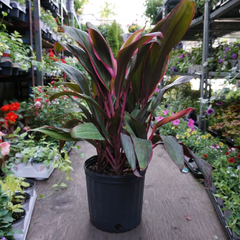 Cordyline in 10 Plastic Pot
