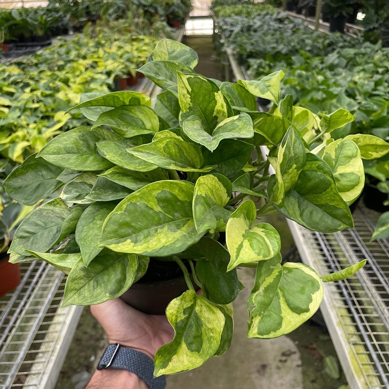 Epipremnum aureum ‘Lemon Meringue’