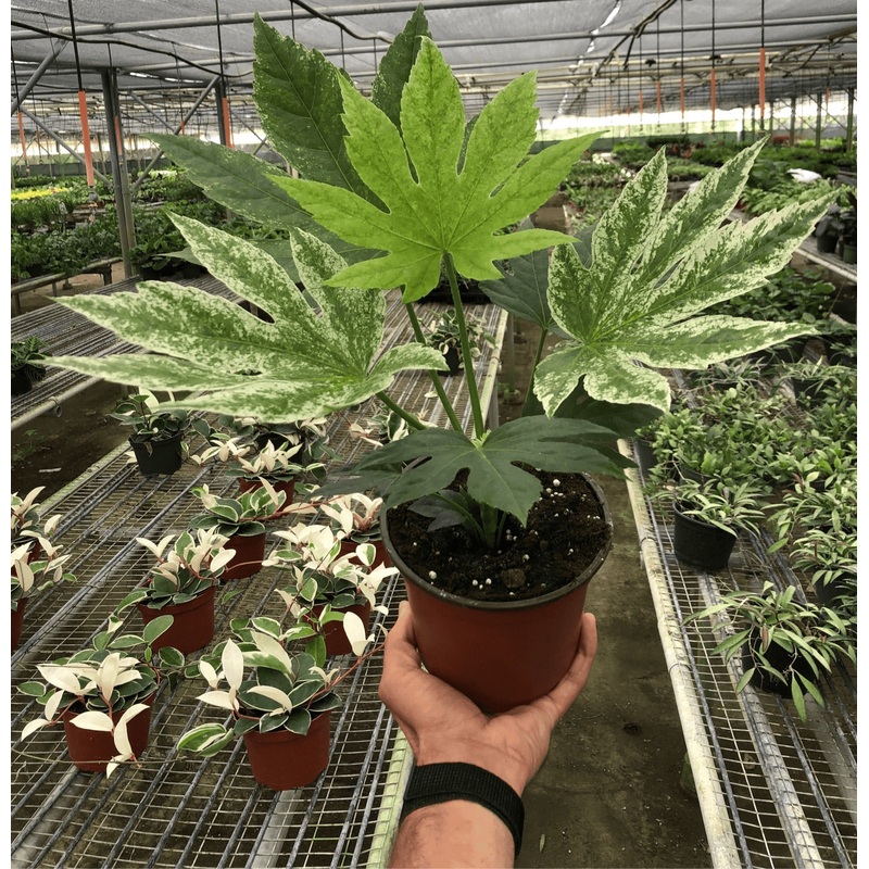 Fatsia ‘Spider’s Web’|6″ Pot