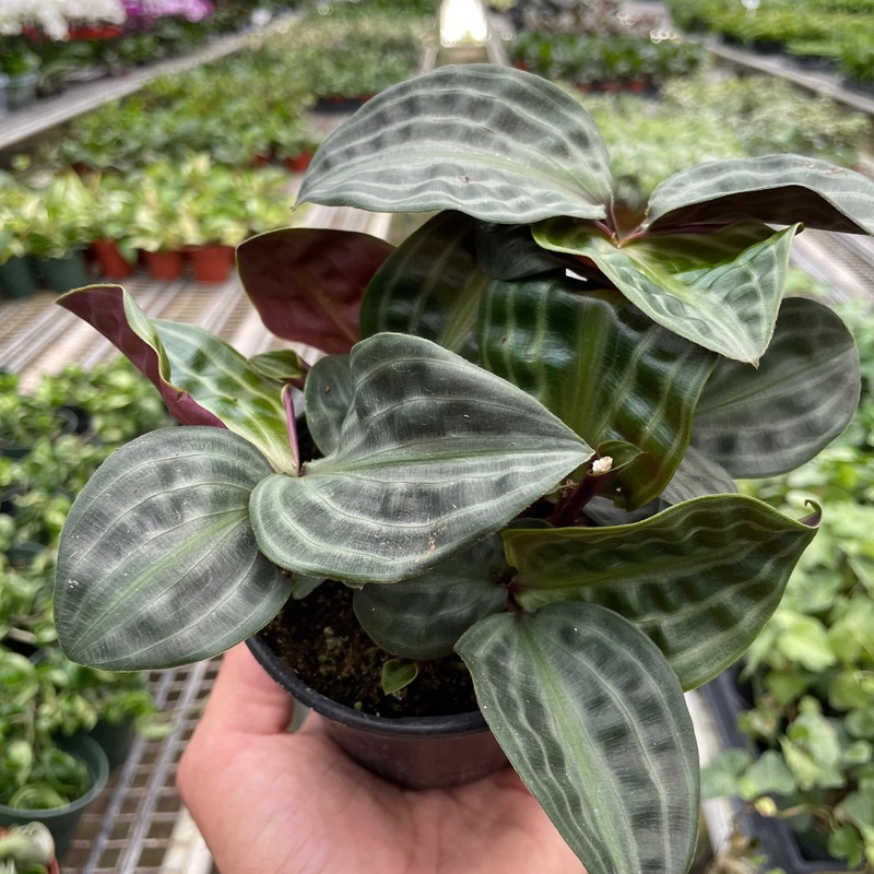 Geogenanthus ‘Seersucker’|4″ Pot
