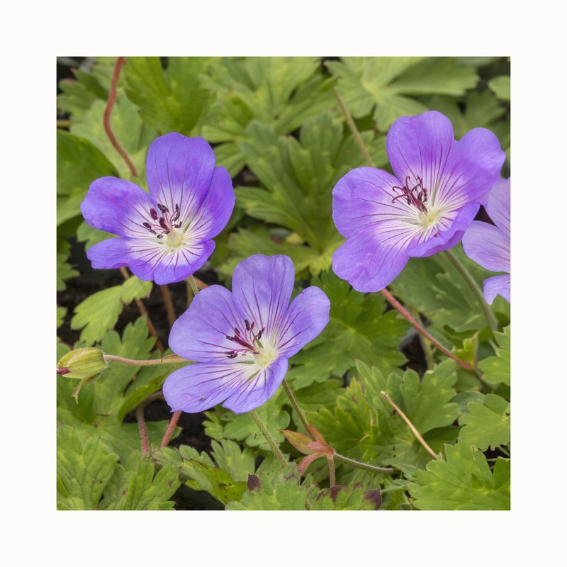 Geranium Azure Rush|1 Established 9cm Plant